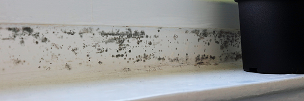 Black mold spores grow along a white windowsill next to a potted plant.